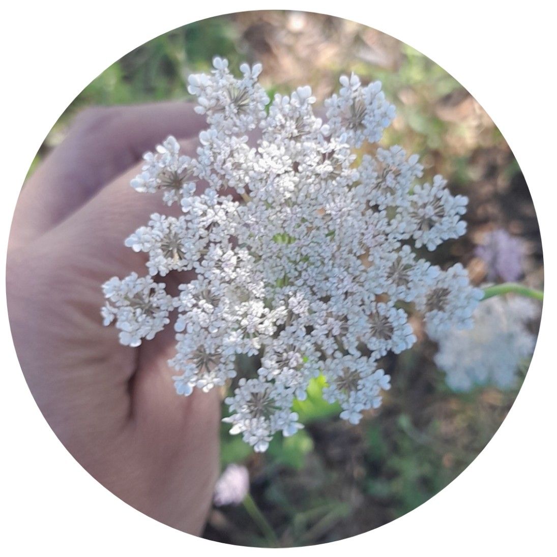 La dentelle de la Reine Anne